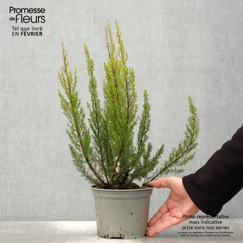 Spécimen de Erica arborea Alpina - Bruyère arborescente Pot de 2L/3L tel que livré en hiver