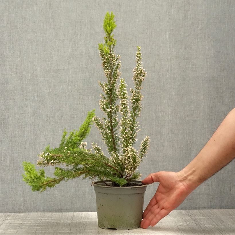 Spécimen de Erica arborea Alpina - Bruyère arborescente - Pot de 2L/3L tel que livré au printemps
