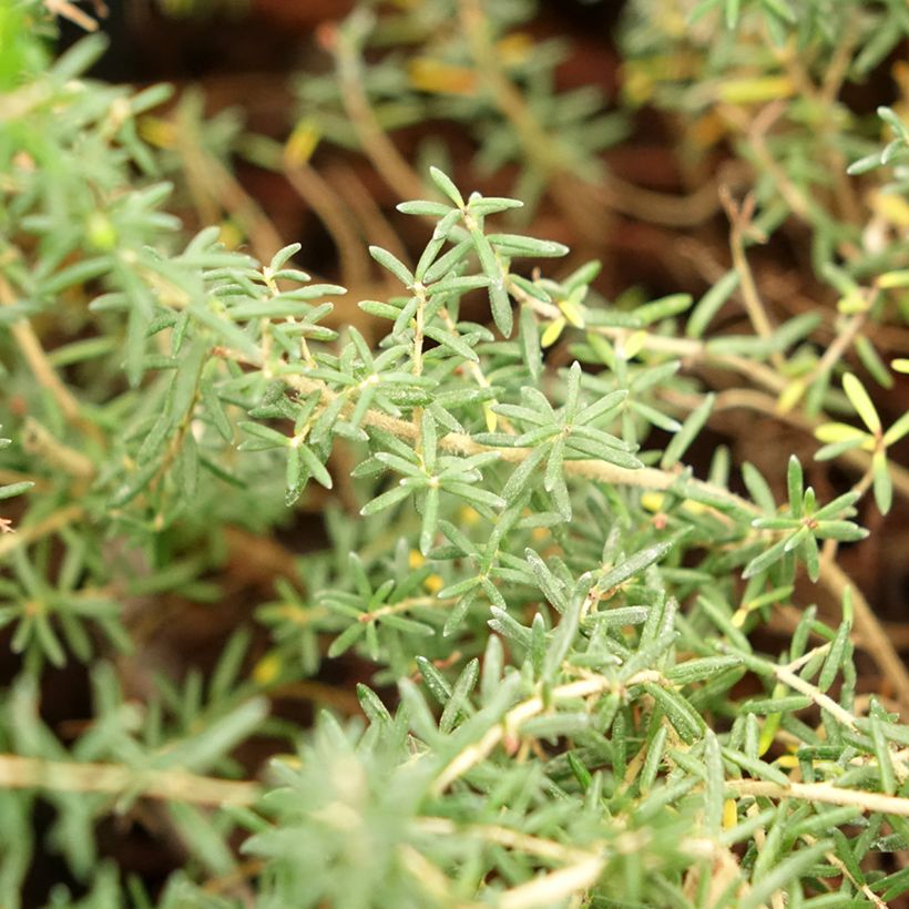 Erica canaliculata - Bruyère arbustive de Noël (Feuillage)