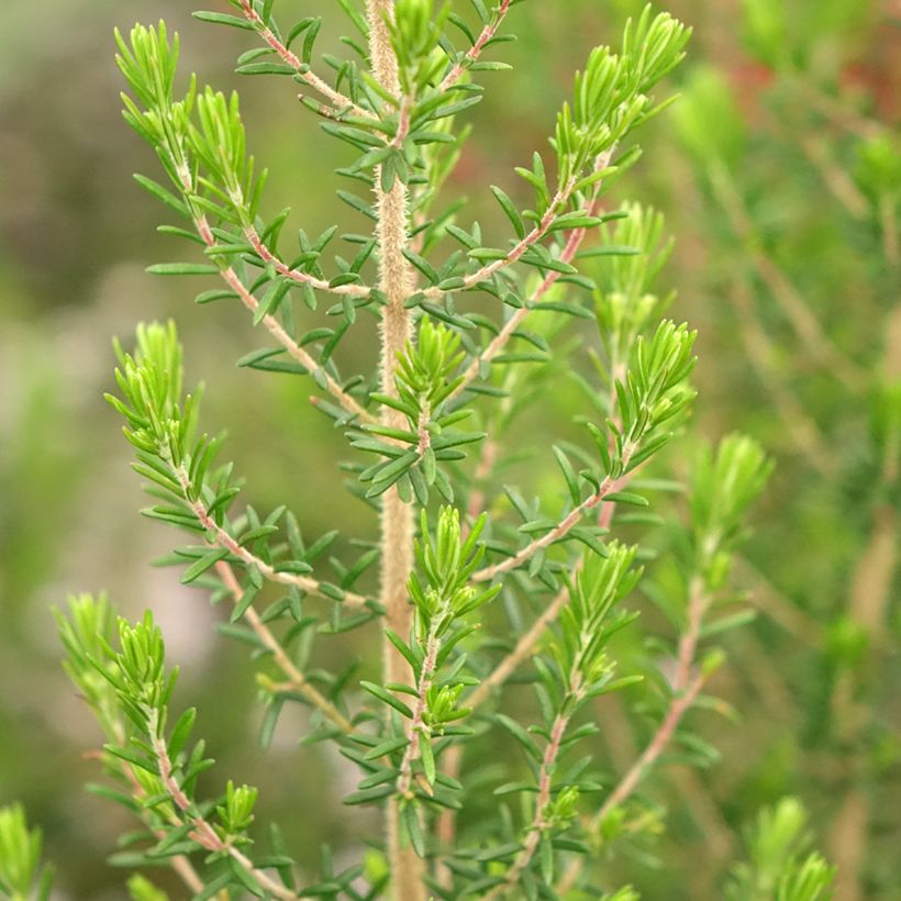 Erica canaliculata - Bruyère arbustive de Noël (Feuillage)