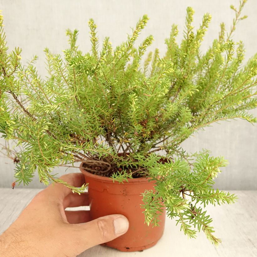 Spécimen de Erica darleyensis Darley Dale - Bruyère d'hiver Pot de 1L/1,5L tel que livré en été
