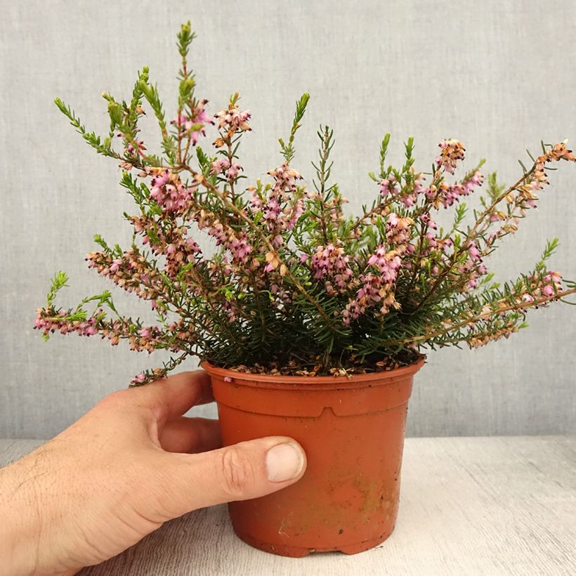 Spécimen de Erica darleyensis Darley Dale - Bruyère d'hiver - Pot de 1L/1,5L tel que livré au printemps