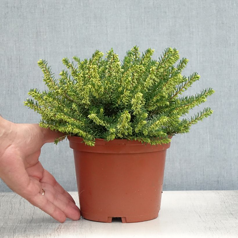 Spécimen de Erica darleyensis Darley Dale - Bruyère d'hiver Pot de 2L/3L tel que livré en été
