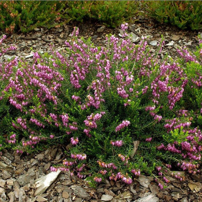 Bruyère d'hiver - Erica darleyensis Ghost Hills (Floraison)