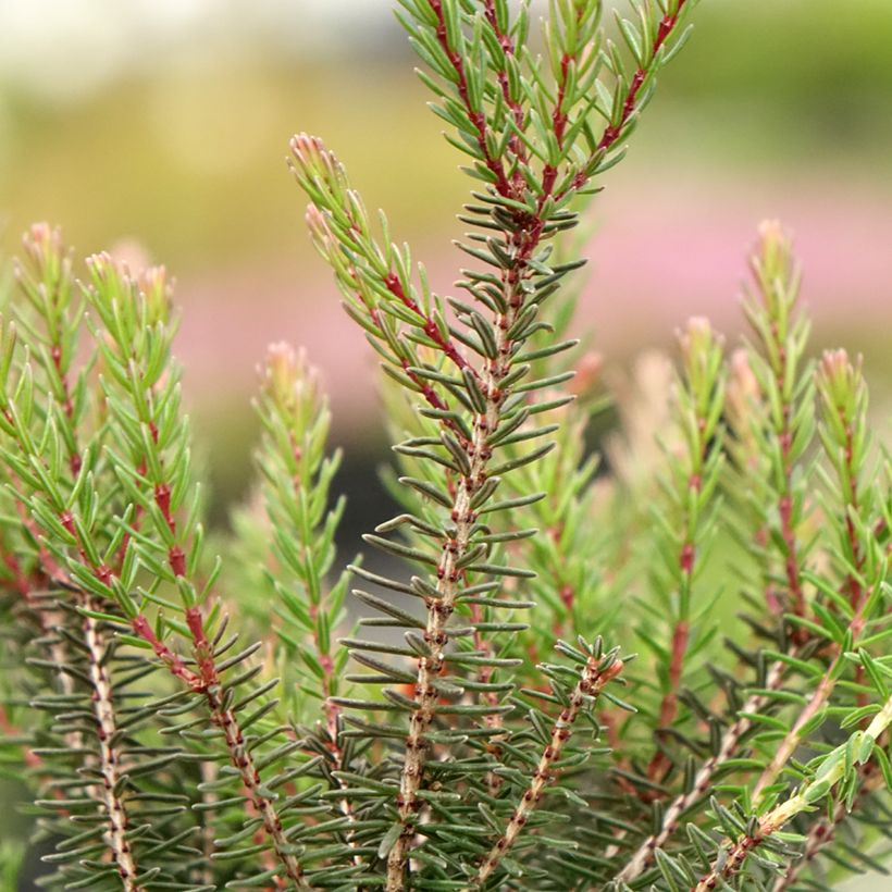 Erica darleyensis Lea - Bruyère d'hiver (Feuillage)