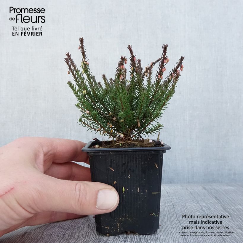 Spécimen de Erica darleyensis Lea - Bruyère d'hiver Godet de 8/9 cm tel que livré en hiver