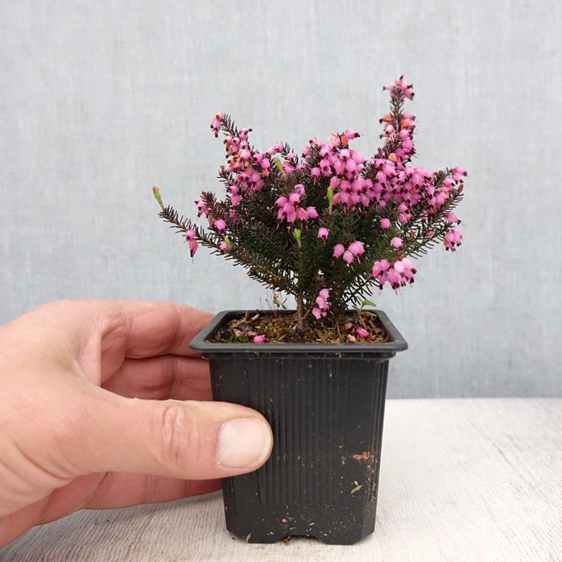 Spécimen de Erica darleyensis Lea - Bruyère d'hiver - Godet de 8/9 cm tel que livré au printemps