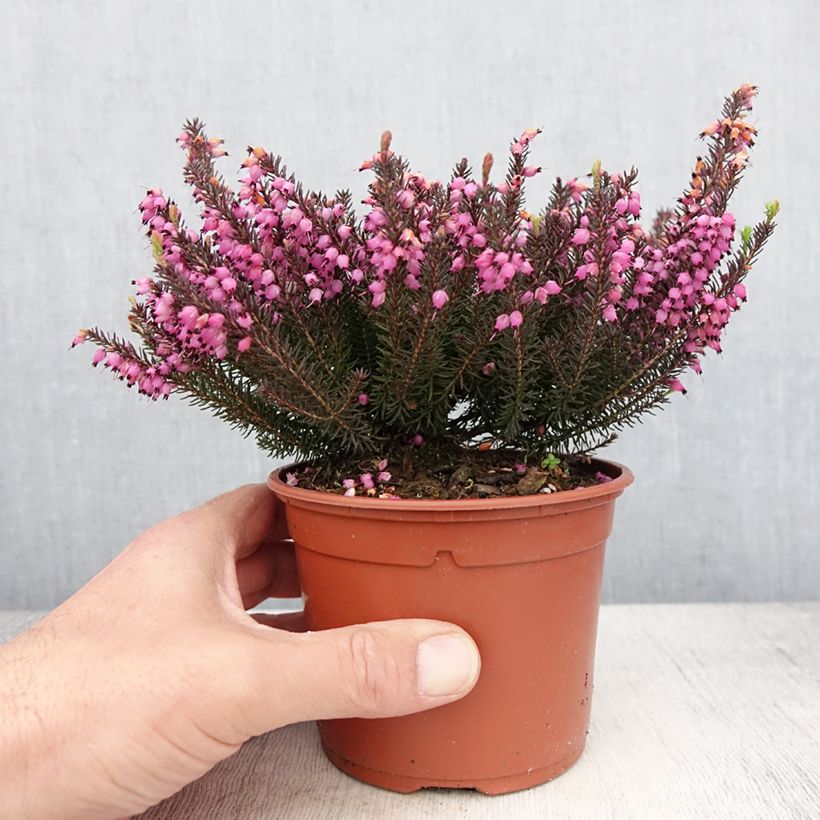 Spécimen de Erica darleyensis Lea - Bruyère d'hiver - Pot de 1L/1,5L tel que livré au printemps