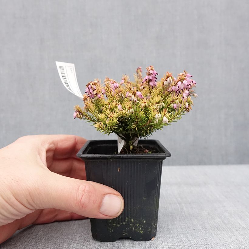 Spécimen de Erica darleyensis Marie Helen - Bruyère d'hiver Godet de 8/9 cm tel que livré en hiver
