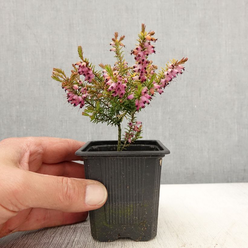 Spécimen de Erica darleyensis Marie Helen - Bruyère d'hiver - Godet de 8/9 cm tel que livré au printemps