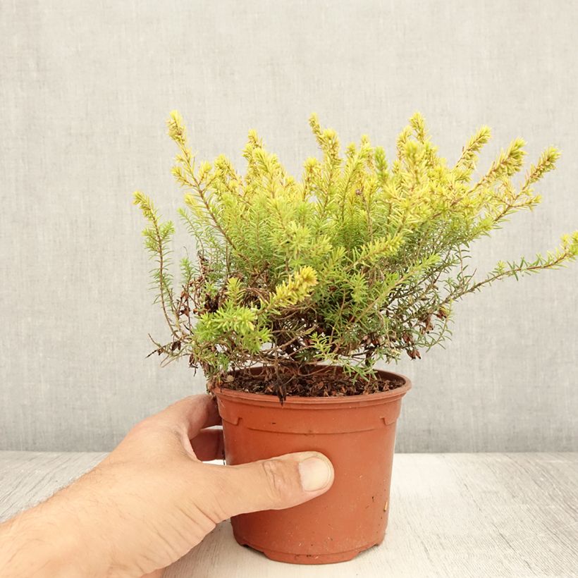 Spécimen de Erica darleyensis Marie Helen - Bruyère d'hiver Pot de 1L/1,5L tel que livré en été