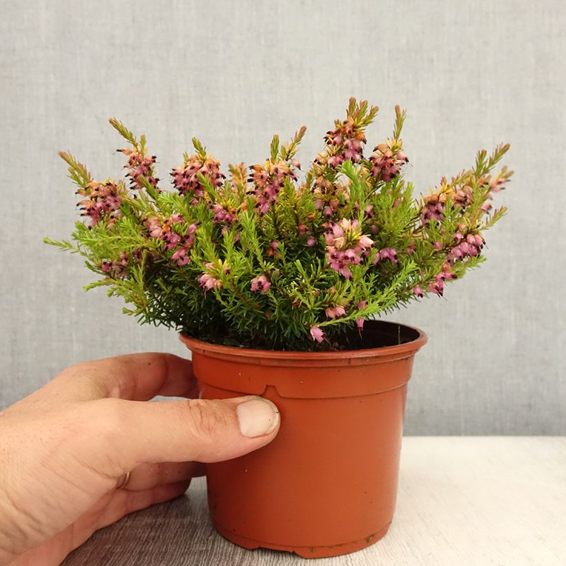 Spécimen de Erica darleyensis Marie Helen - Bruyère d'hiver - Pot de 1L/1,5L tel que livré au printemps