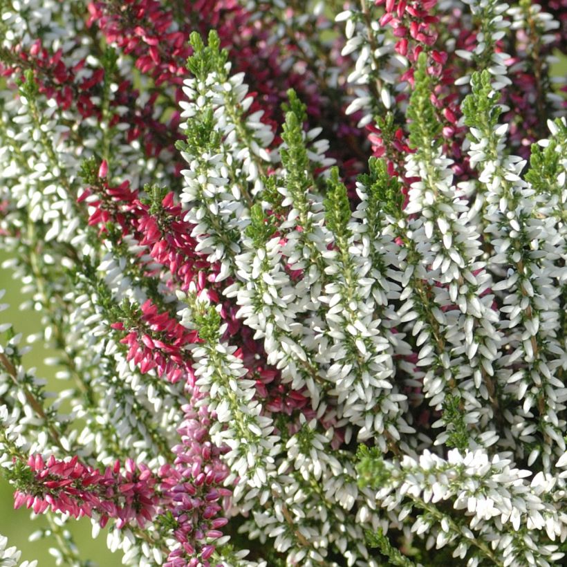 Bruyère d'hiver - Erica x darleyensis Trio (Floraison)