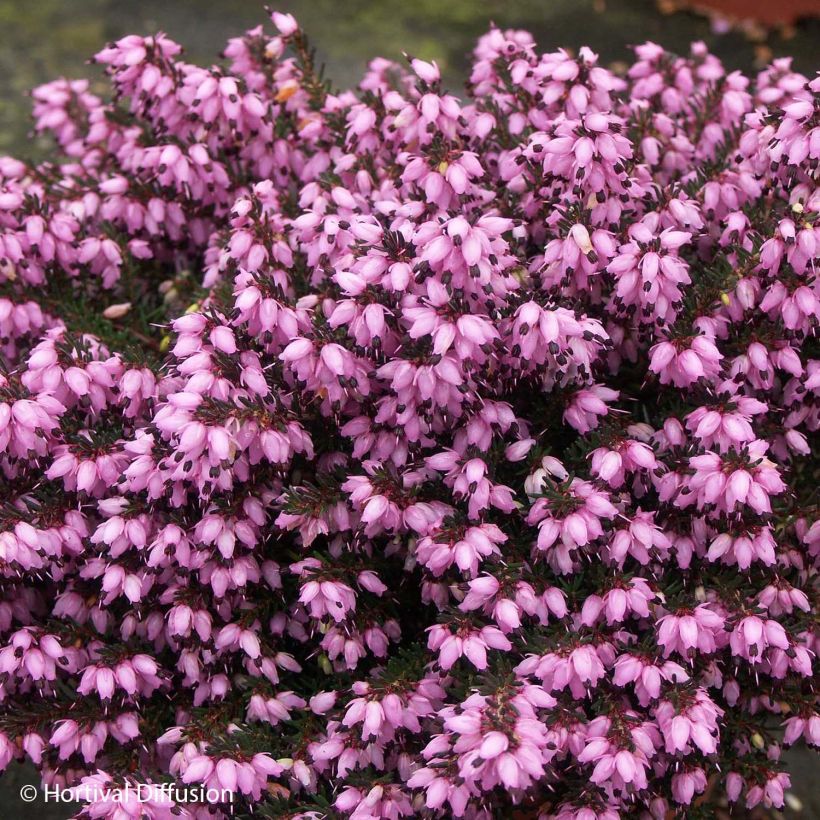 Erica darleyensis Tyann - Bruyère d'hiver (Floraison)