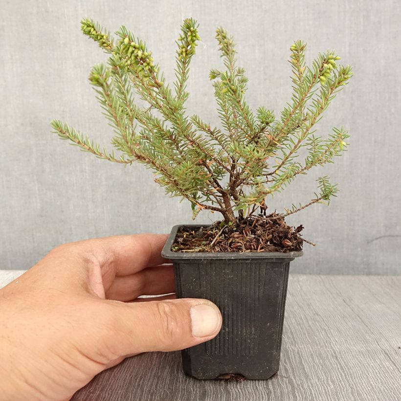 Spécimen de Erica darleyensis Tyann - Bruyère d'hiver Godet de 8/9 cm tel que livré en été
