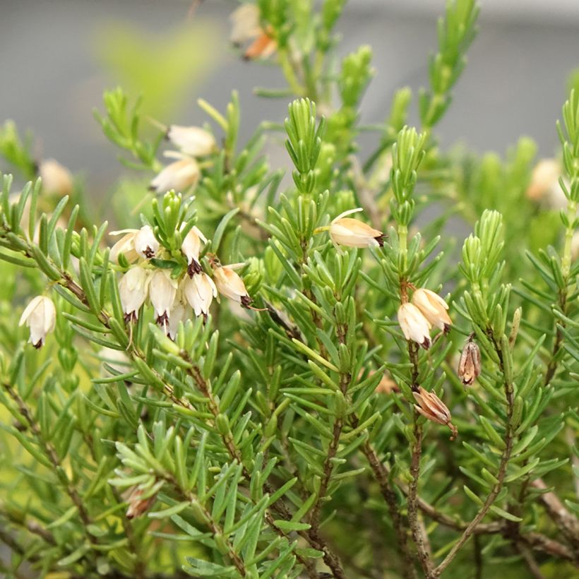 Erica darleyensis White Glow - Bruyère d'hiver (Floraison)