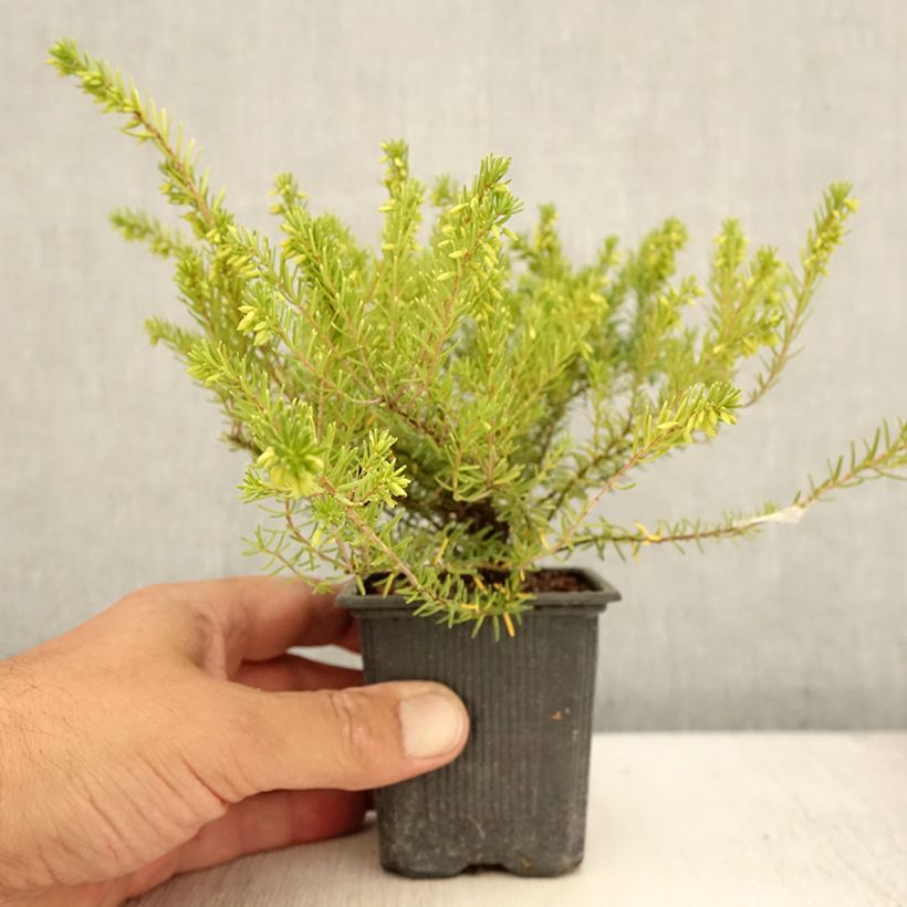 Spécimen de Erica darleyensis White Glow - Bruyère d'hiver Godet de 8/9 cm tel que livré en été