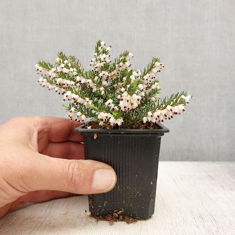 Spécimen de Erica darleyensis White Glow - Bruyère d'hiver - Godet de 8/9 cm tel que livré au printemps
