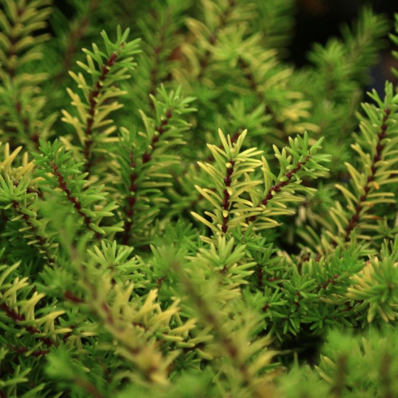 Erica x darleyensis Eva Gold - Bruyère d'hiver (Feuillage)