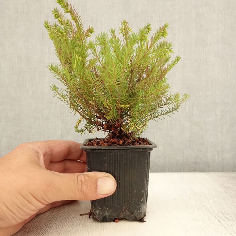 Spécimen de Erica x darleyensis Spring Surprise, bruyère Godet de 8/9 cm tel que livré en été