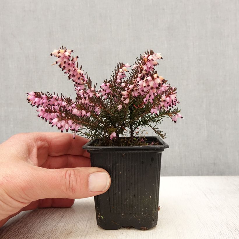 Spécimen de Erica x darleyensis Spring Surprise, bruyère - Godet de 8/9 cm tel que livré au printemps