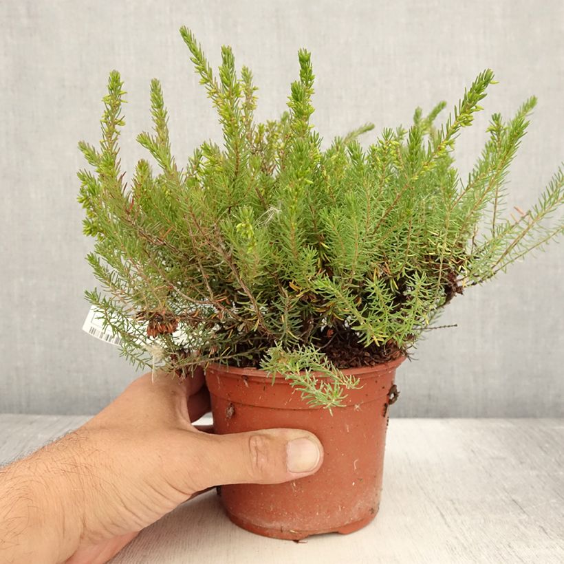 Spécimen de Erica x darleyensis Spring Surprise, bruyère Pot de 1L/1,5L tel que livré en été