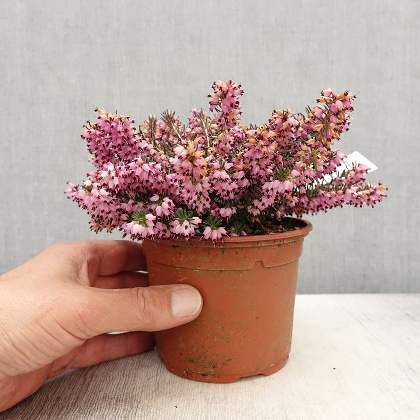 Spécimen de Erica x darleyensis Spring Surprise, bruyère - Pot de 1L/1,5L tel que livré au printemps
