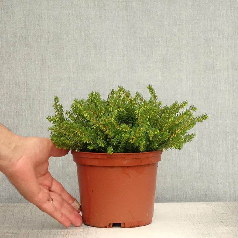 Spécimen de Erica x darleyensis Spring Surprise, bruyère Pot de 2L/3L tel que livré en été