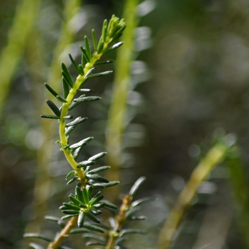 Erica x darleyensis Winter Belles Katia - Bruyère d'hiver (Feuillage)