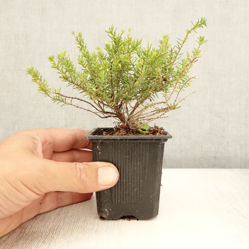 Spécimen de Erica x darleyensis Winter Belles Katia - Bruyère d'hiver Godet de 8/9 cm tel que livré en été