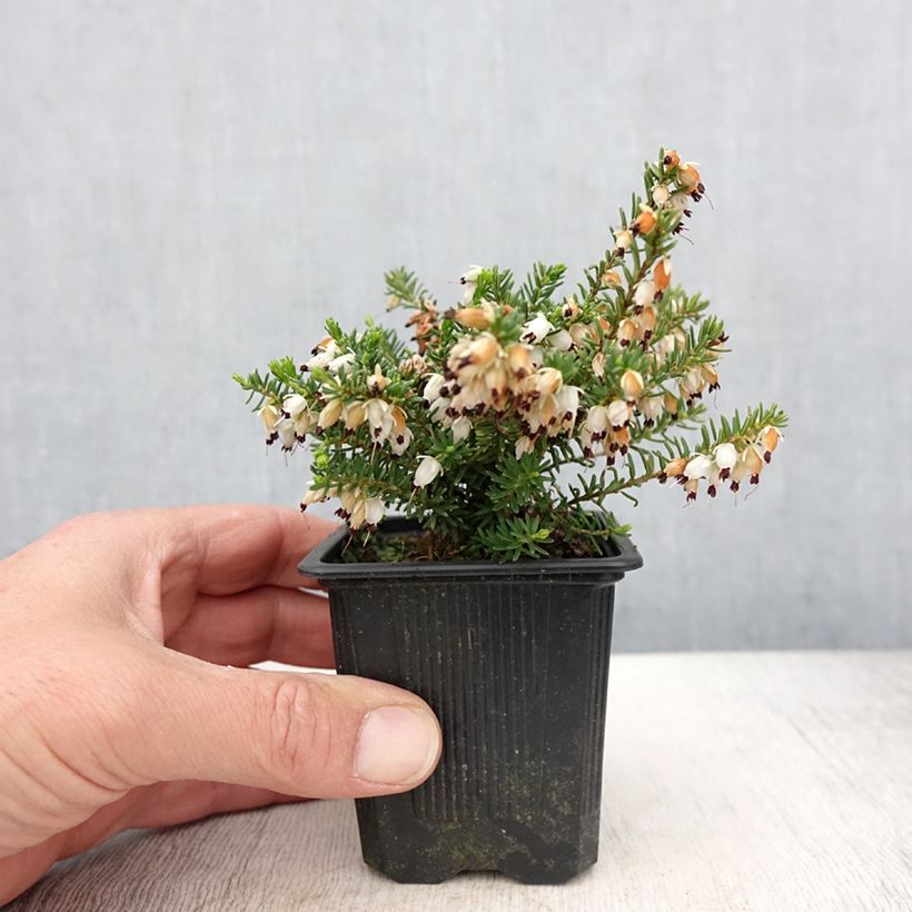 Spécimen de Erica x darleyensis Winter Belles Katia - Bruyère d'hiver - Godet de 8/9 cm tel que livré au printemps
