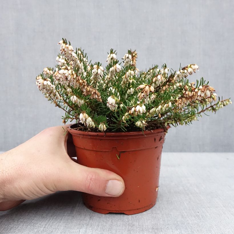 Spécimen de Erica x darleyensis Winter Belles Katia - Bruyère d'hiver Pot de 1L/1,5L tel que livré en hiver