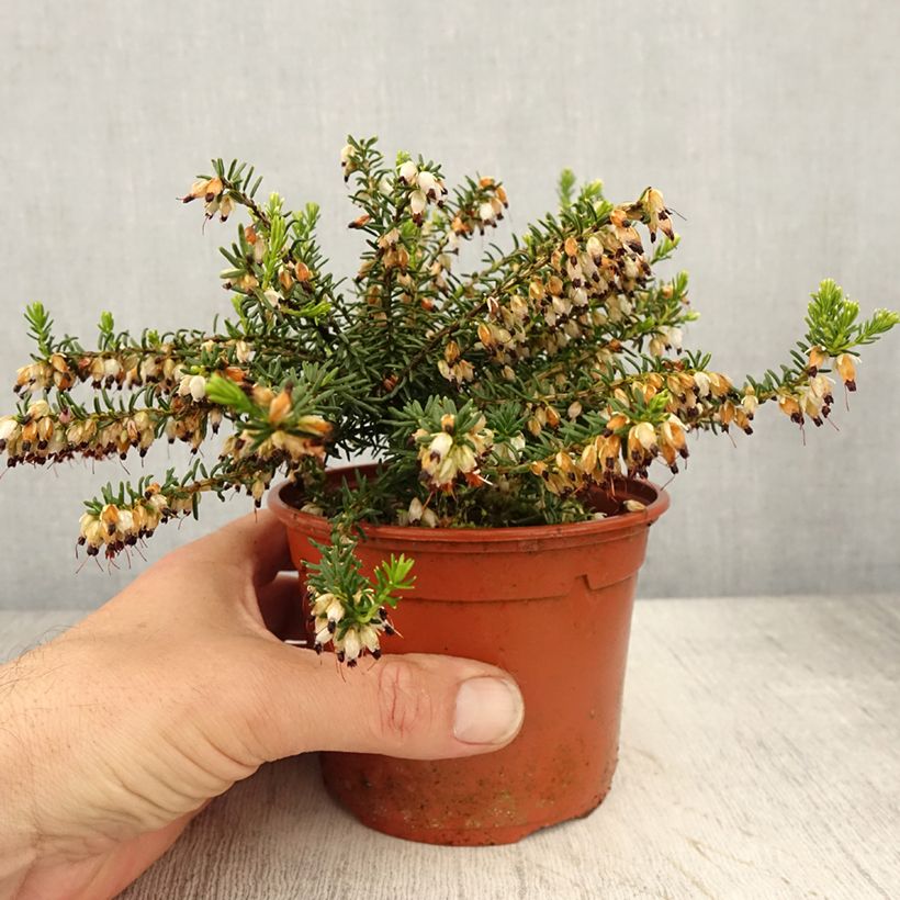 Spécimen de Erica x darleyensis Winter Belles Katia - Bruyère d'hiver - Pot de 1L/1,5L tel que livré au printemps