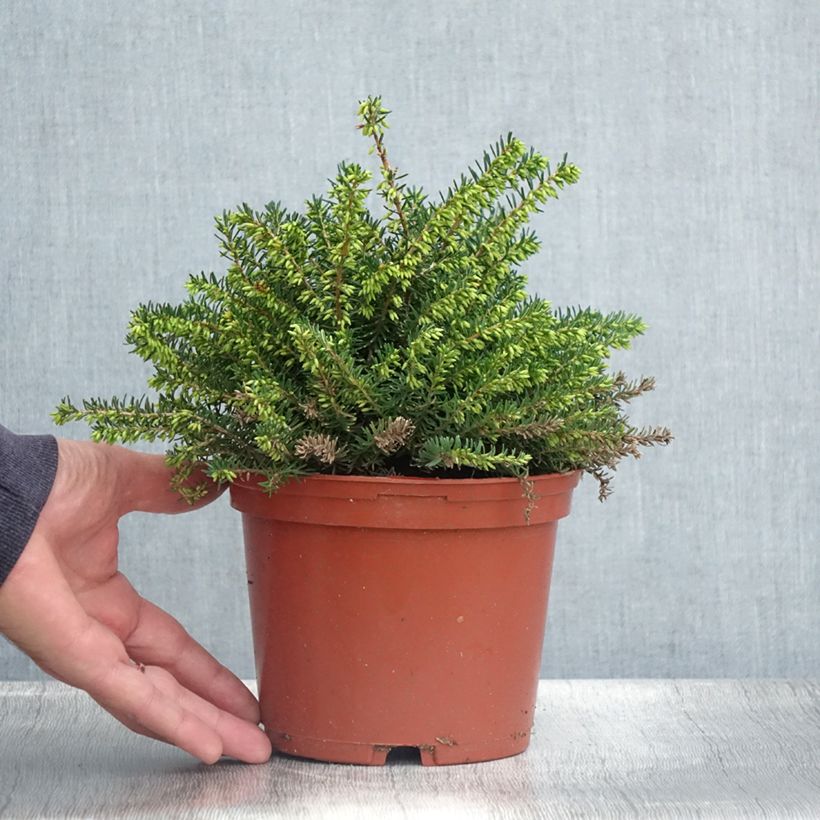 Spécimen de Erica x darleyensis Winter Belles Katia - Bruyère d'hiver Pot de 2L/3L tel que livré en été