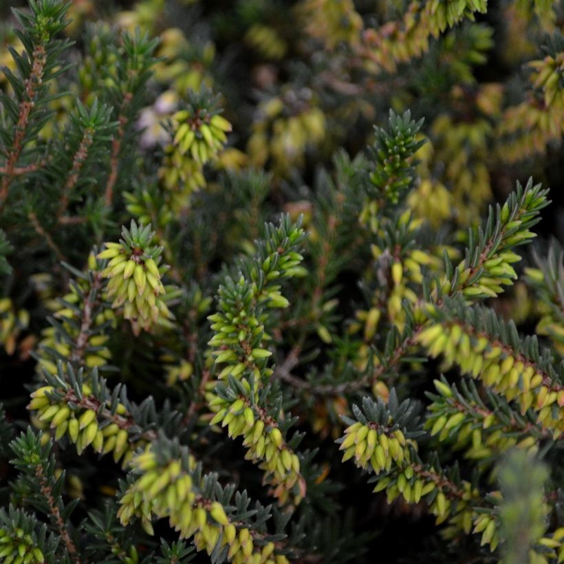 Erica x darleyensis Winter Belles Phoebe, bruyère d'hiver (Feuillage)