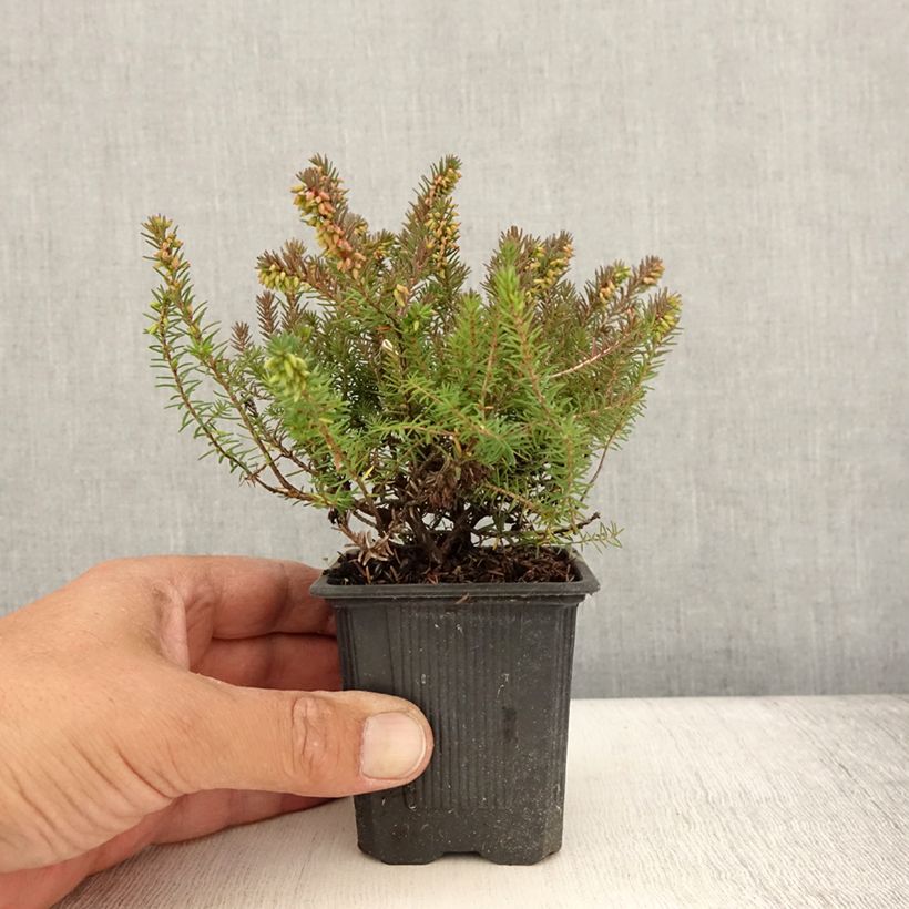 Spécimen de Erica x darleyensis Winter Belles Phoebe, bruyère d'hiver Godet de 8/9 cm tel que livré en été