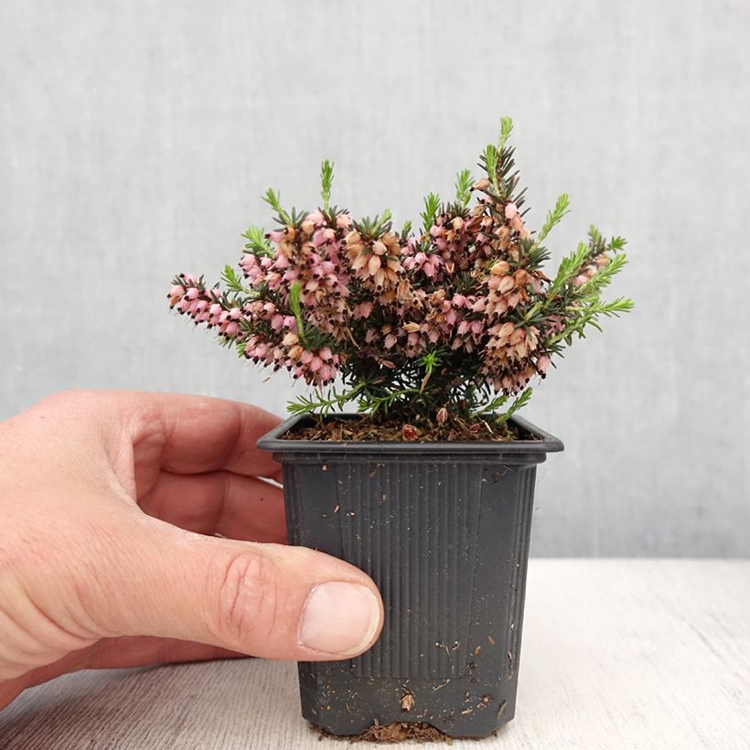Spécimen de Erica x darleyensis Winter Belles Phoebe, bruyère d'hiver - Godet de 8/9 cm tel que livré au printemps
