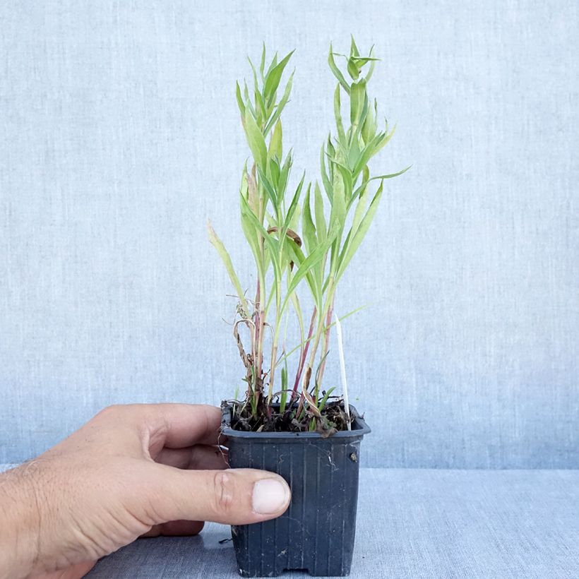 Spécimen de Erigeron Foersters Liebling - Vergerette Foersters Liebling Godet de 8/9 cm tel que livré en été
