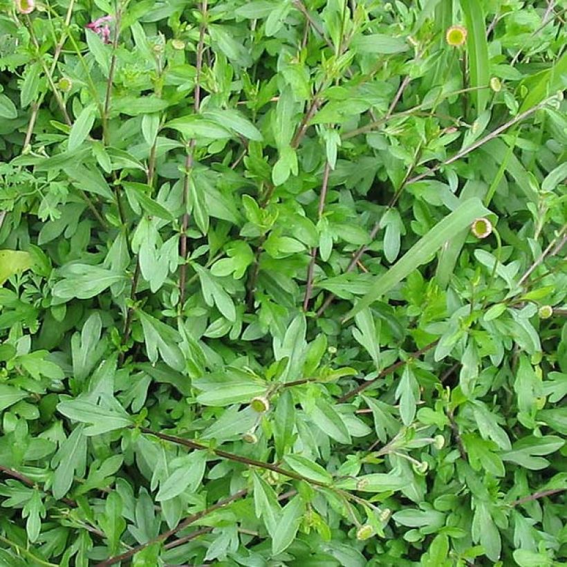 Erigeron karvinskianus - Vergerette (Feuillage)