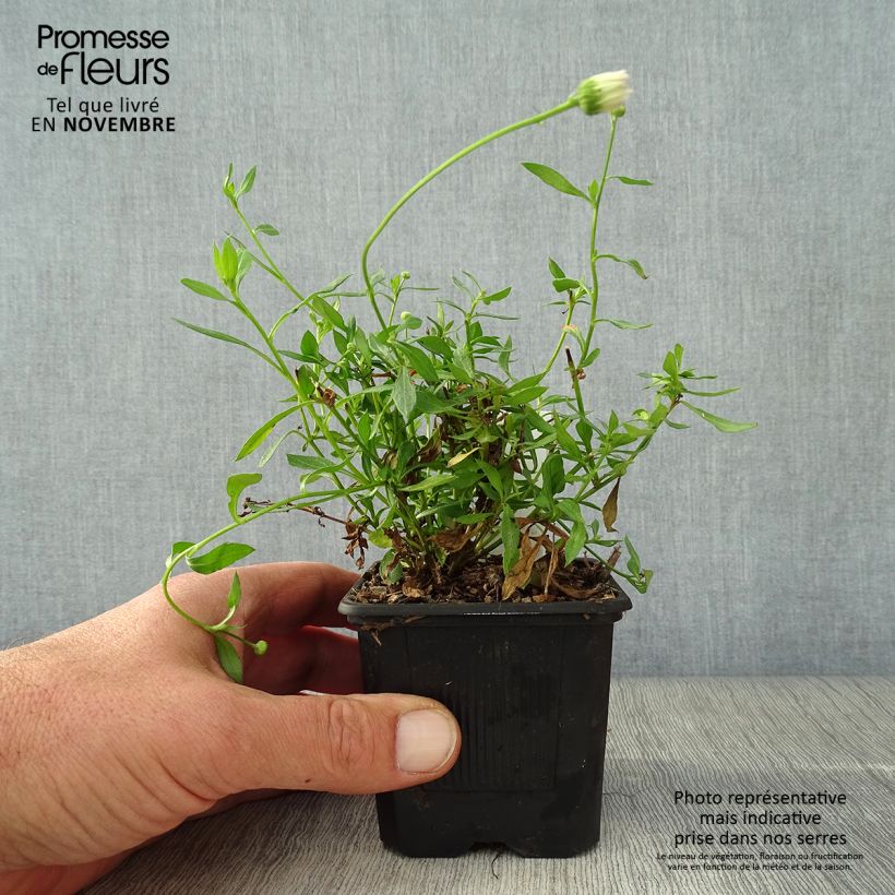 Spécimen de Erigeron karvinskianus Lavender Lady - Vergerette tel que livré en automne