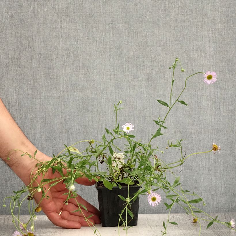 Spécimen de Erigeron karvinskianus Lavender Lady - Vergerette Godet de 8/9 cm tel que livré en été