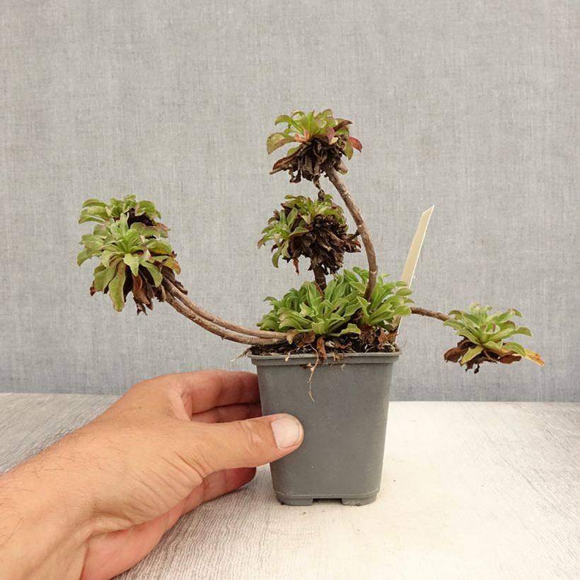 Spécimen de Erigeron leiomerus, Vergerette Godet de 7/8 cm tel que livré en été