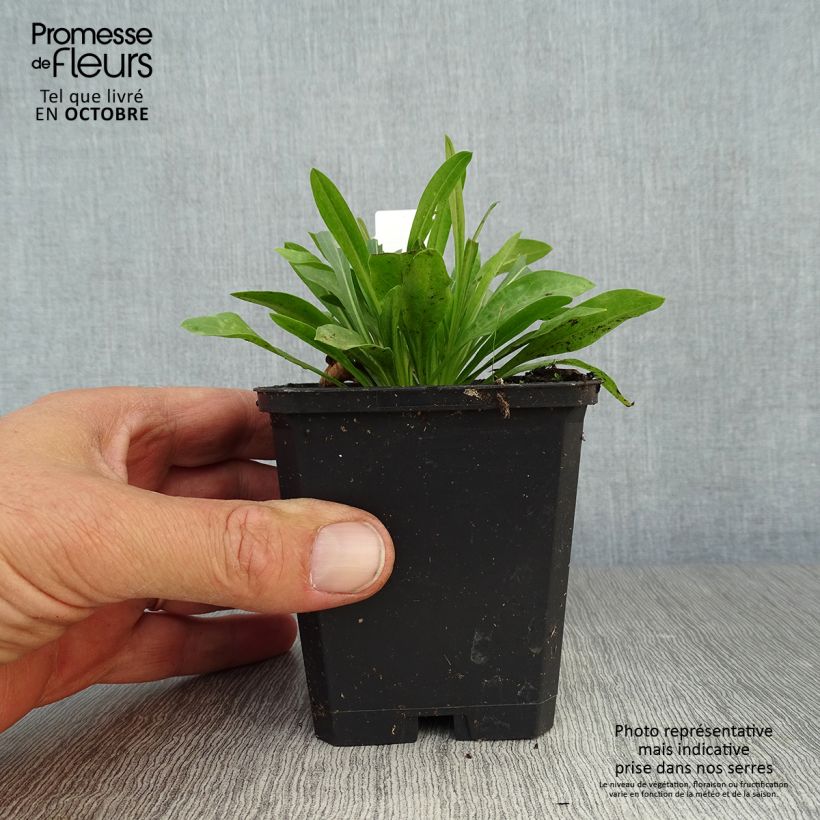 Spécimen de Erigeron Professor Korodi - Vergerette Godet de 8/9 cm tel que livré en automne
