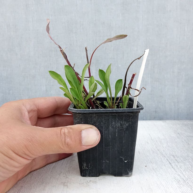 Spécimen de Erigeron Sommerneuschnee - Vergerette de Californie.  Godet de 8/9 cm tel que livré en été