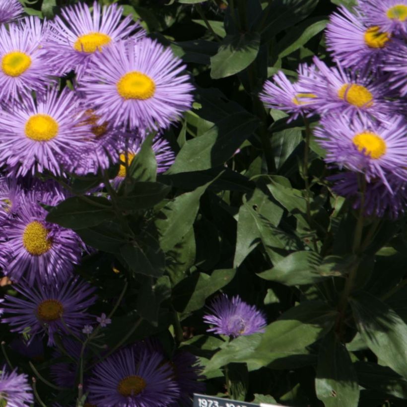 Erigeron Strahlenmeer - Vergerette (Feuillage)