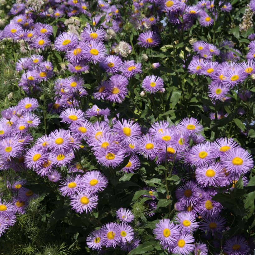 Erigeron Strahlenmeer - Vergerette (Floraison)