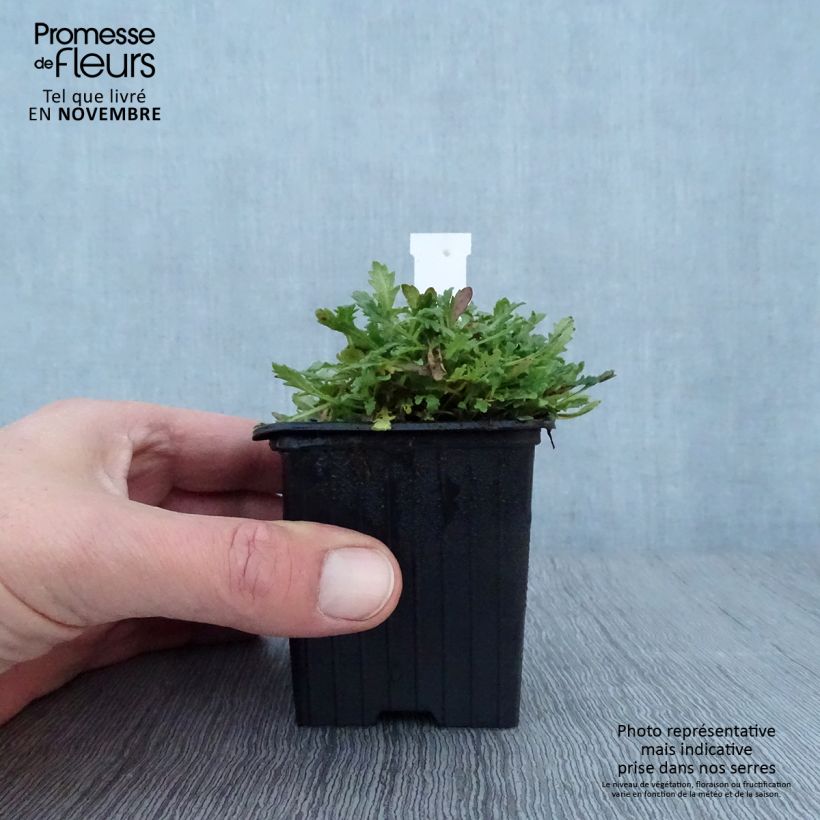 Spécimen de Erinus alpinus Godet de 8/9 cm tel que livré en automne
