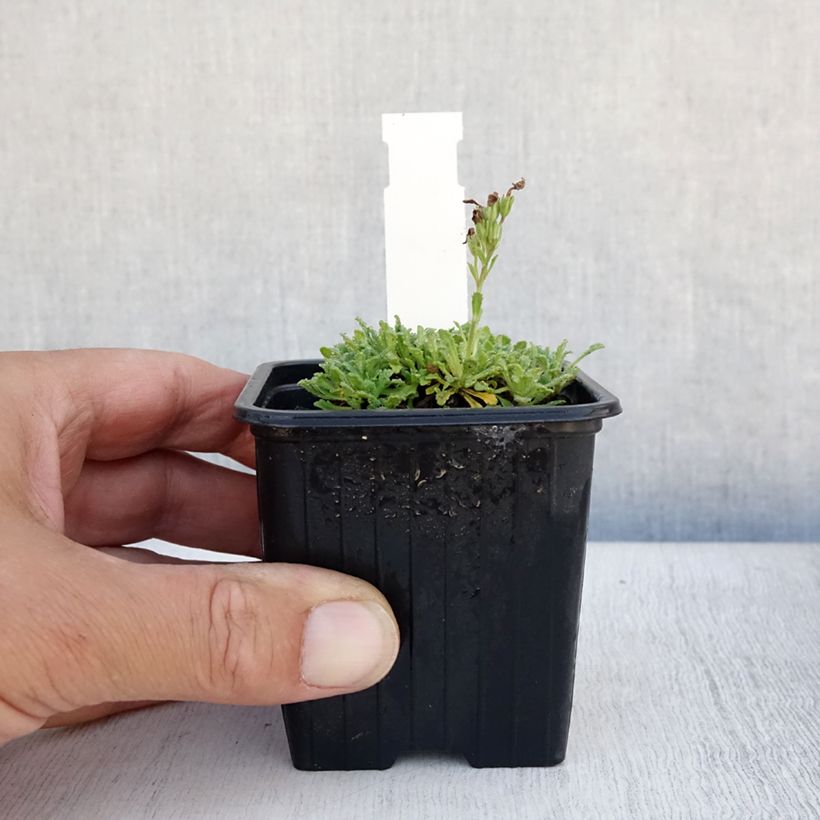Spécimen de Erinus alpinus Godet de 8/9 cm tel que livré en été