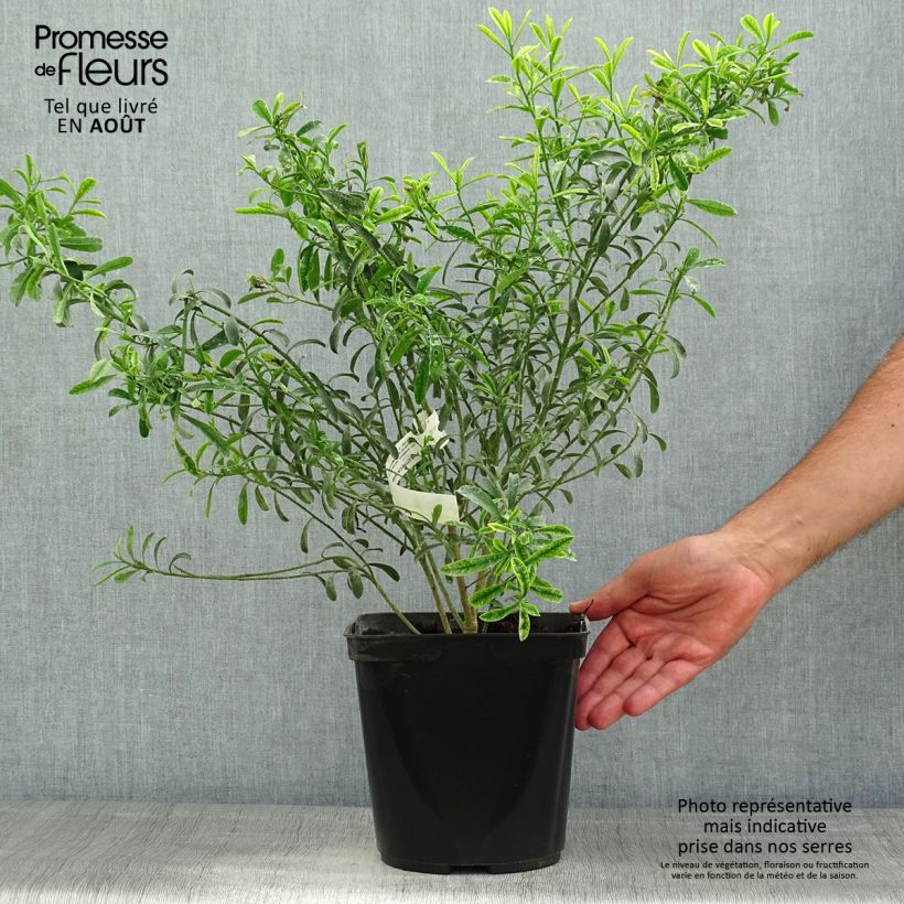Spécimen de Eriostemon myoporoides - Philotheca Pot de 3L/4L tel que livré en été