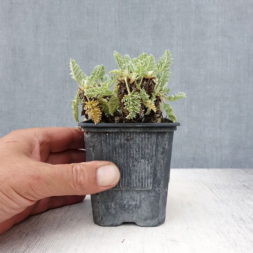 Spécimen de Erodium chrysanthum Godet de 8/9 cm tel que livré en été